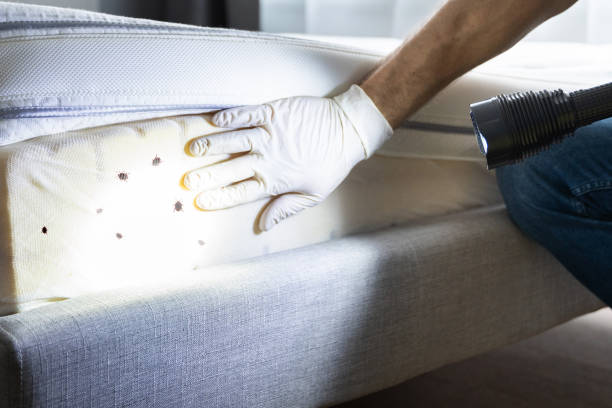 Best Pest Removal Services  in Anthony, NM