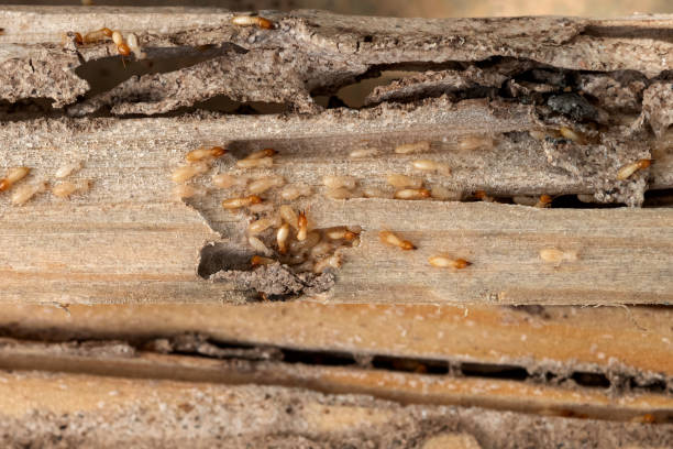 Best Ant Control Services  in Anthony, NM