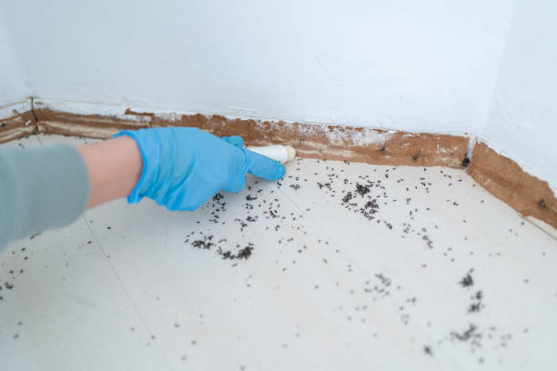 Best Local Pest Control Services  in Anthony, NM