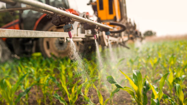 Best Pest Control Treatment  in Anthony, NM